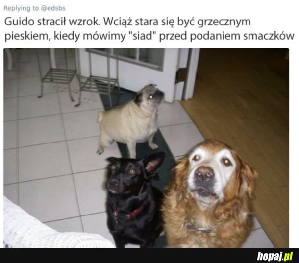 Słodziak