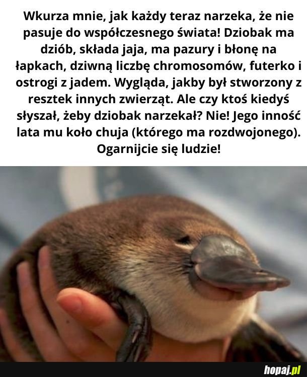*dziobakowe dźwięki pełne pogardy*