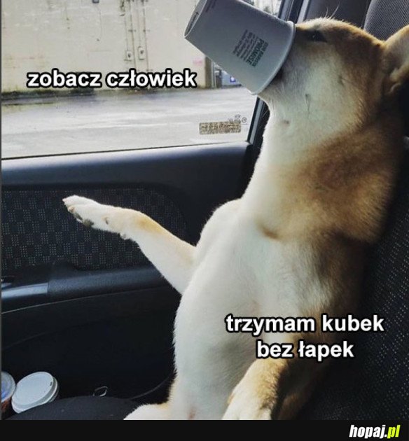 NO TYLKO ZOBACZ