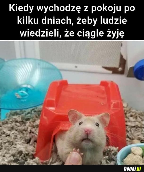  Witam 