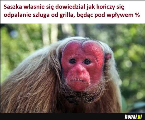 Saszka na grillu