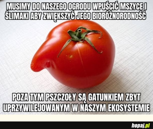 Co ten pomidor
