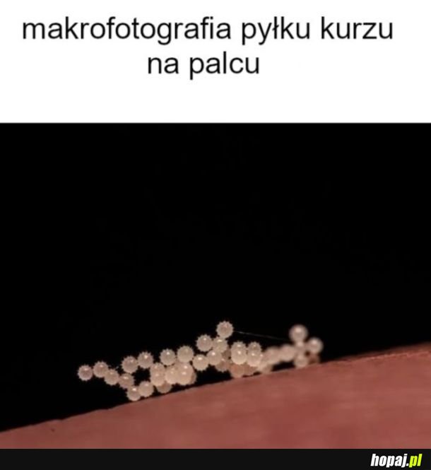 Zbiór makrofotografii