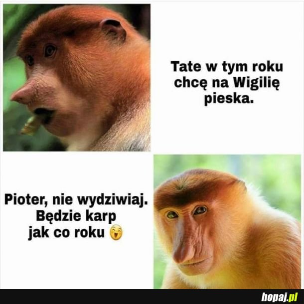 Piesek a karpik