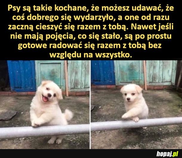 Psy są takie kochane