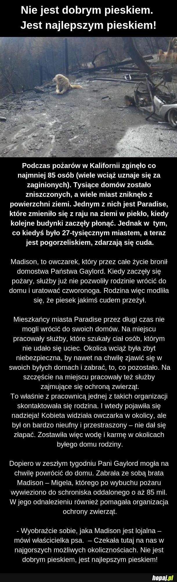Najlepszy piesek!