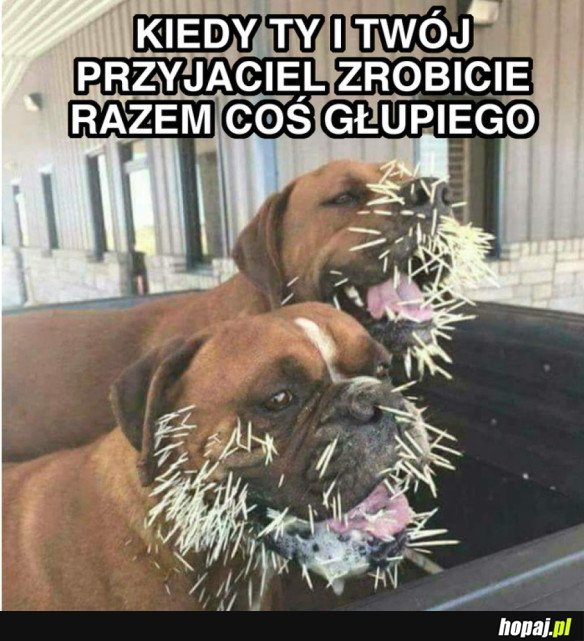 ZDARZA SIĘ