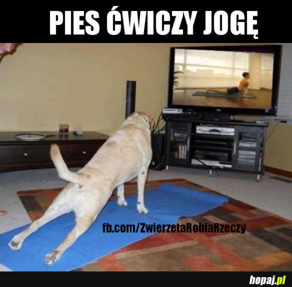 WYSPORTOWANY PIESEŁ