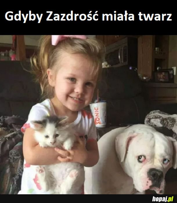 Zazdrość w świecie zwierząt