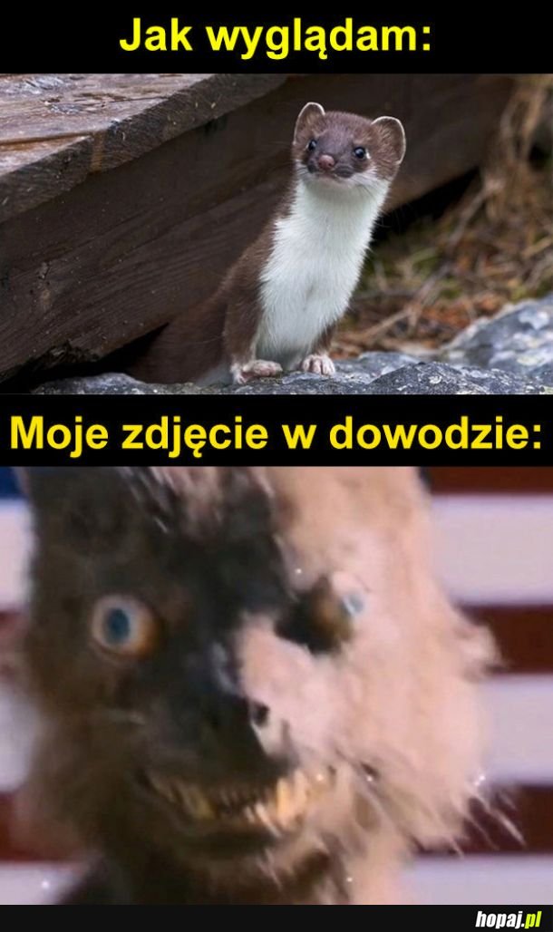 Zdjęcie w dowodzie