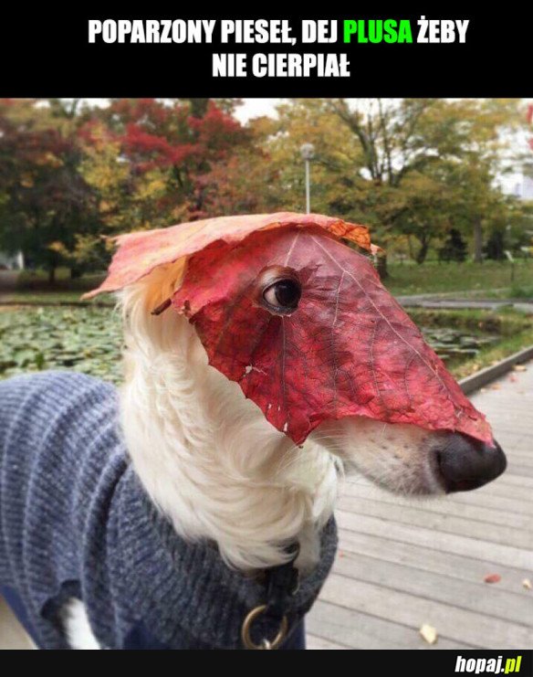 HEHESZKI