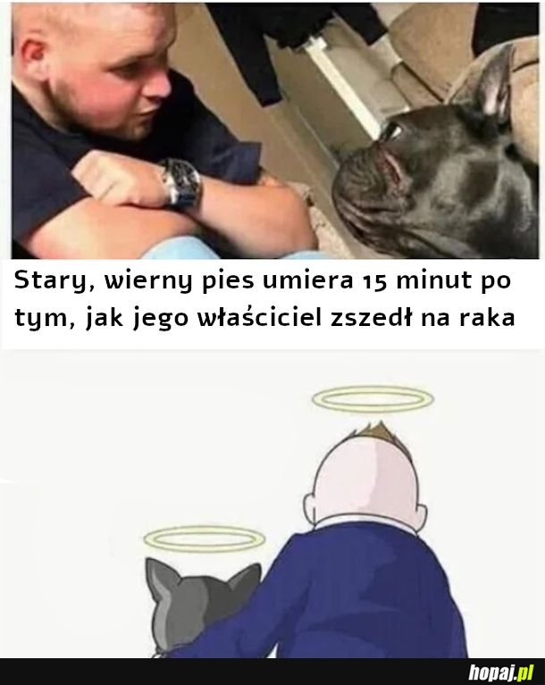 Kto jest najlepszym pieskiem