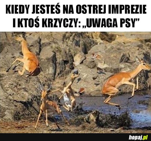 ZARAZ BĘDZIE PRZYPAŁ