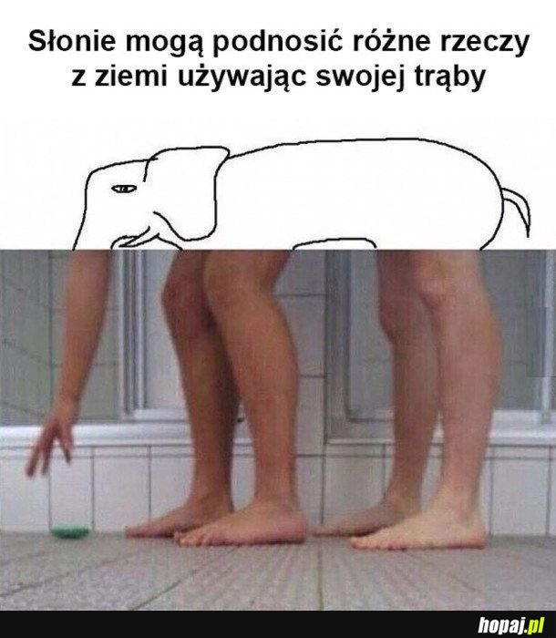 Słoń może wiele