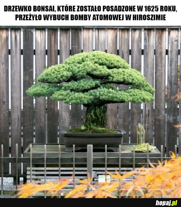 Niezniszczalne Bonsai