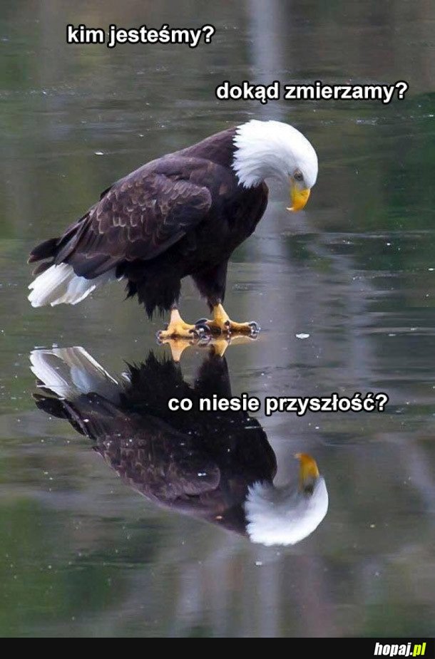 PRZEMYŚLENIA PANA PTAKA