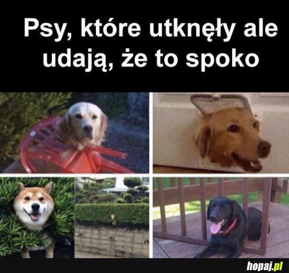 PSY TAKIE SĄ