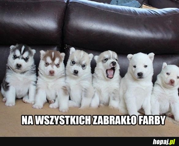 Zabawne pieski