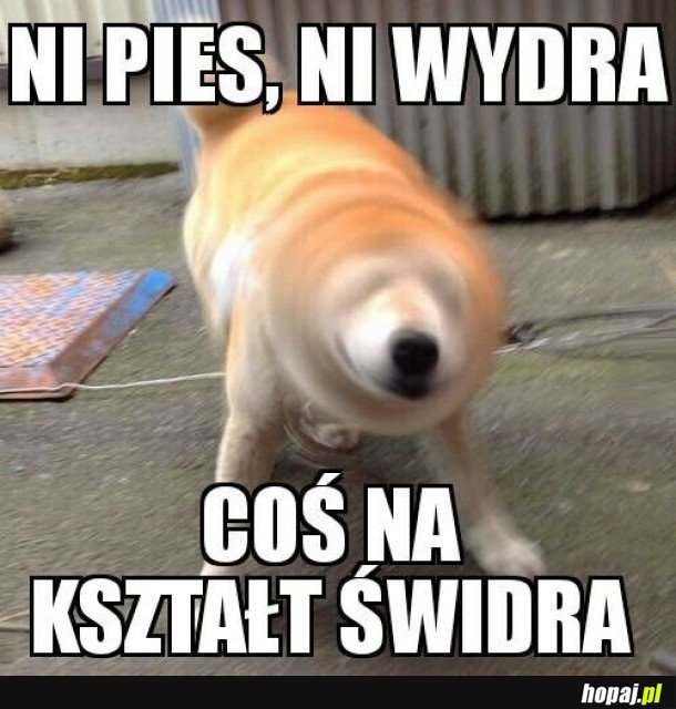 NI PIES NI WYDRA