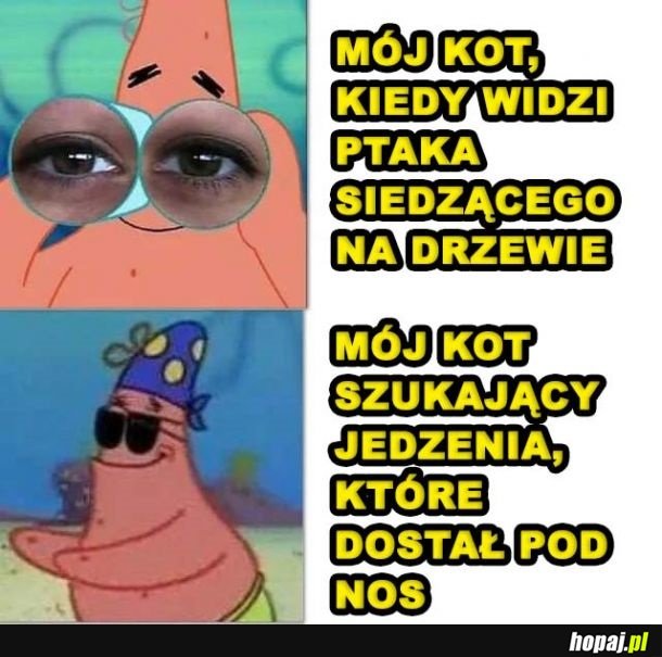 Koty mają swój świat