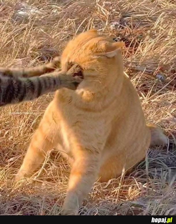 Koty - majestatyczne drapieżniki.