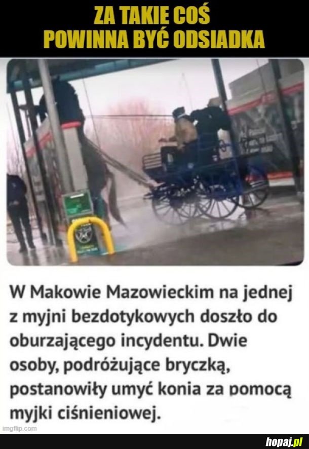 Biedny koń