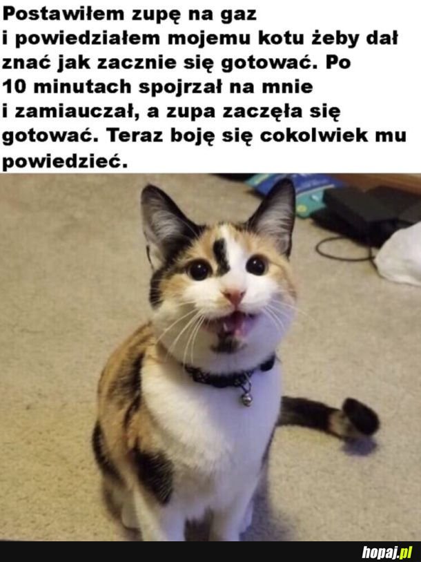 Koty dużo rozumieją ale często mają to gdzieś