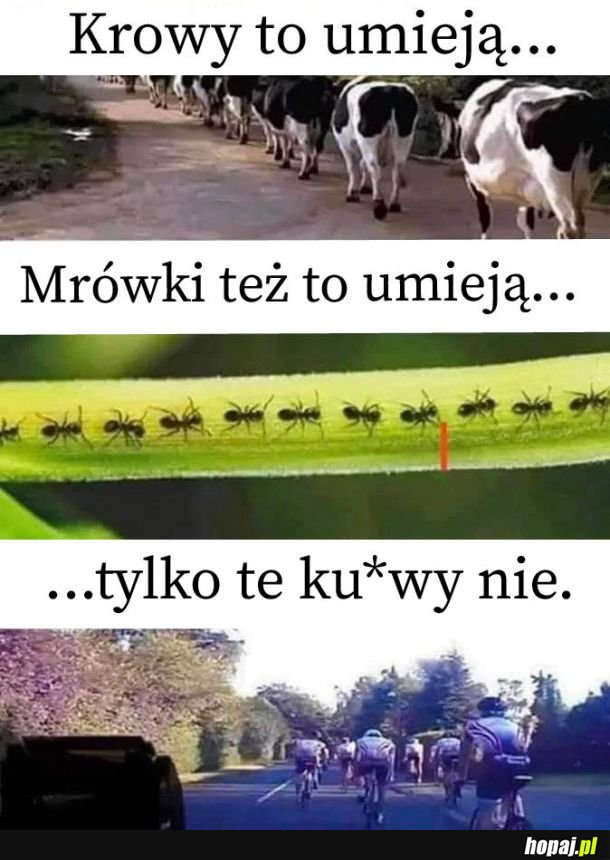 Kij ci w szprychy, pajacu.