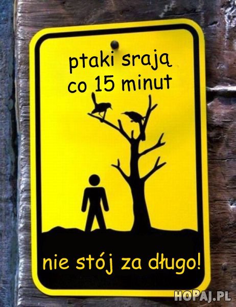 Ptaki stają co 15 minut, nie stój za długo!