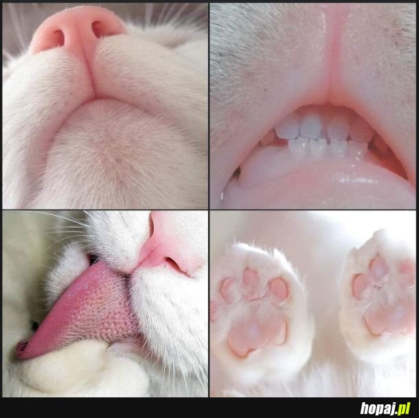 Miau
