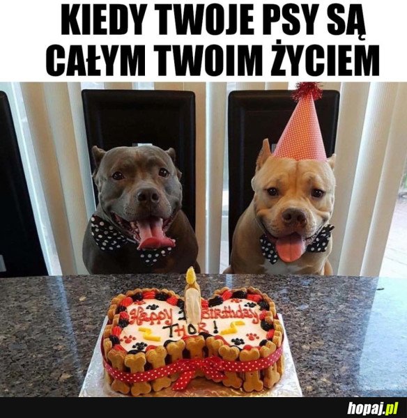 PIESKI TO MOJE ŻYCIE