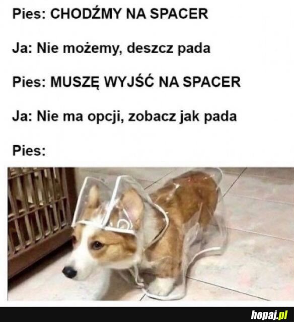 PIES MUSI IŚĆ NA SPACER!