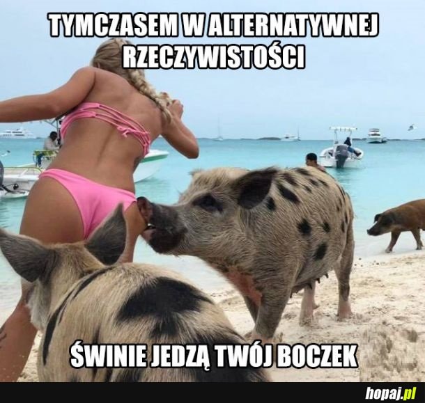 Świnka vs loszka