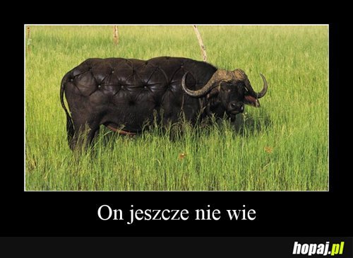 On jeszcze nie wie