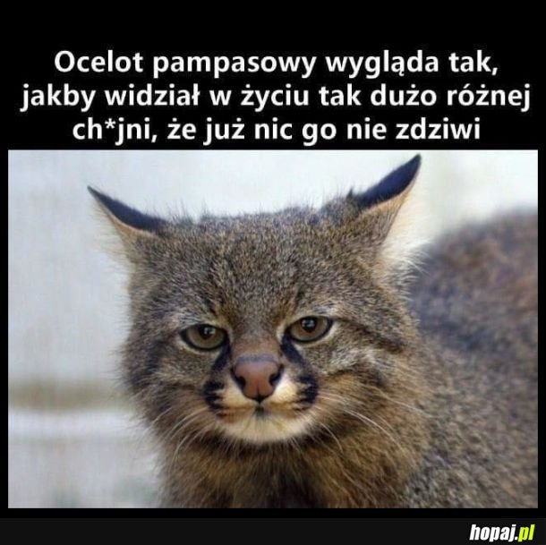 Mój spirit animal