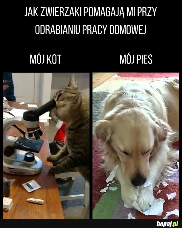 Koty są jednak bardziej pomocne