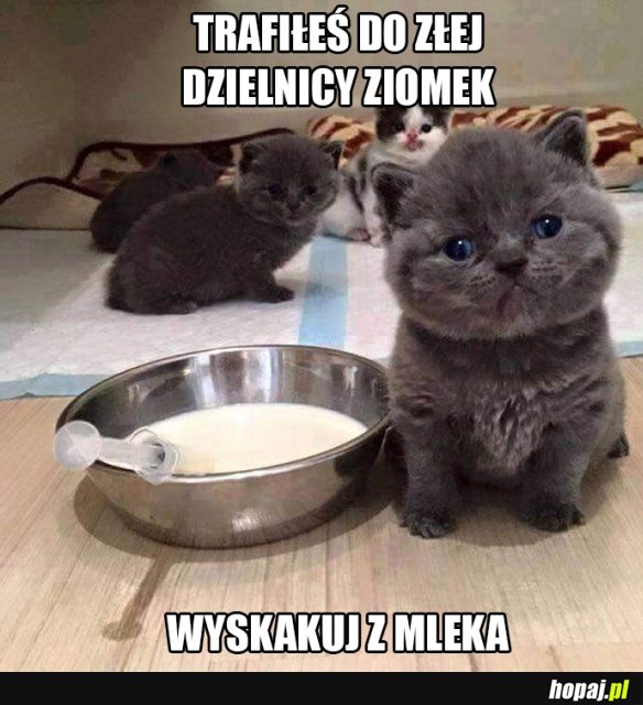 Groźne koty