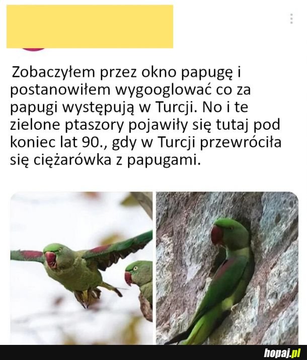 Papugi w Turcji