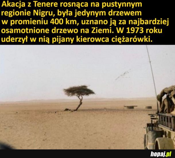 Samotne drzewo