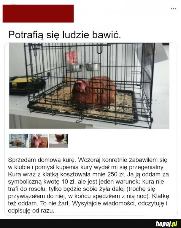 Kurak na sprzedaż