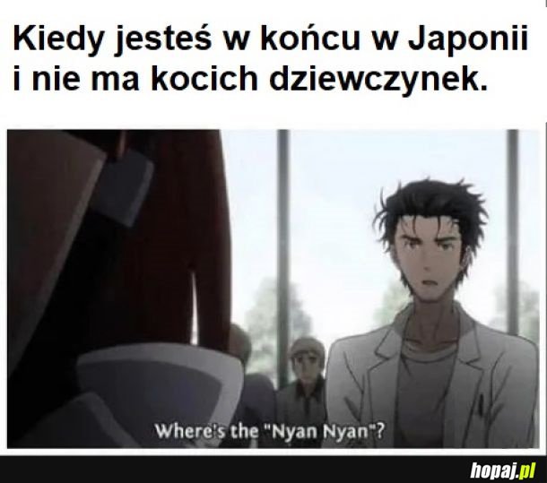 GDZIE SĄ KOTKI