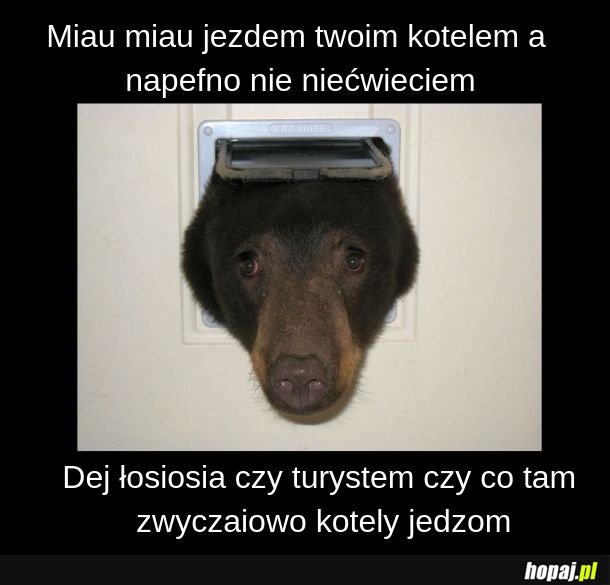 Zdecydowanie koteł nie niećwiecieł