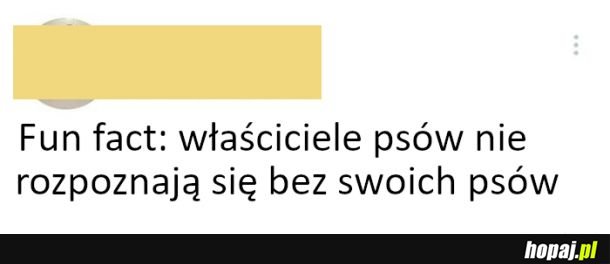 Fun fact o właścicielach psów