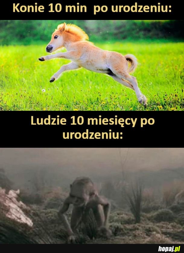 Konie i ludzie po urodzeniu