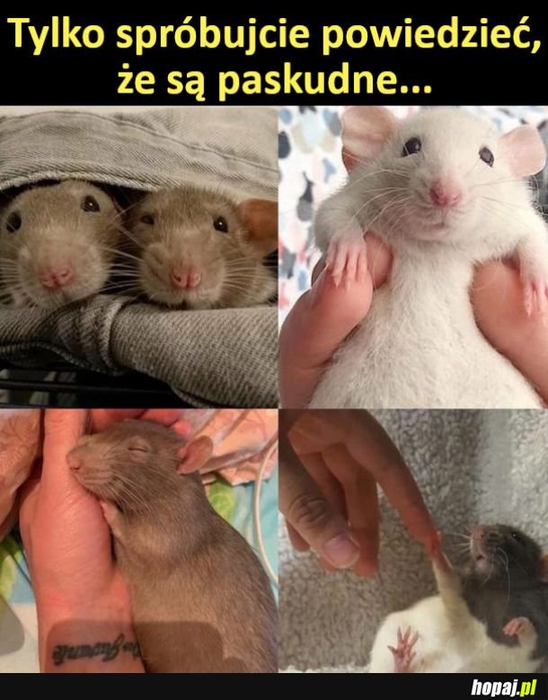 Słodziaki