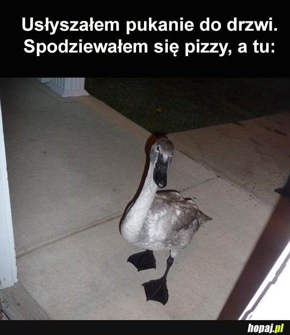 Gość