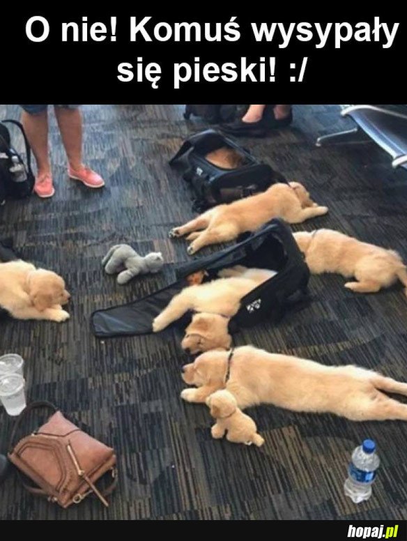 Psy się wysypały 