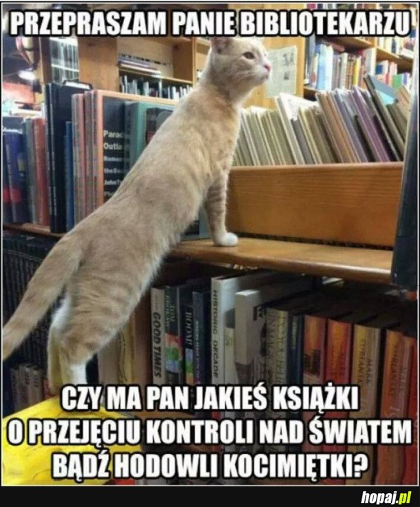 PRZYCHODZI KOT DO BIBLIOTEKI...