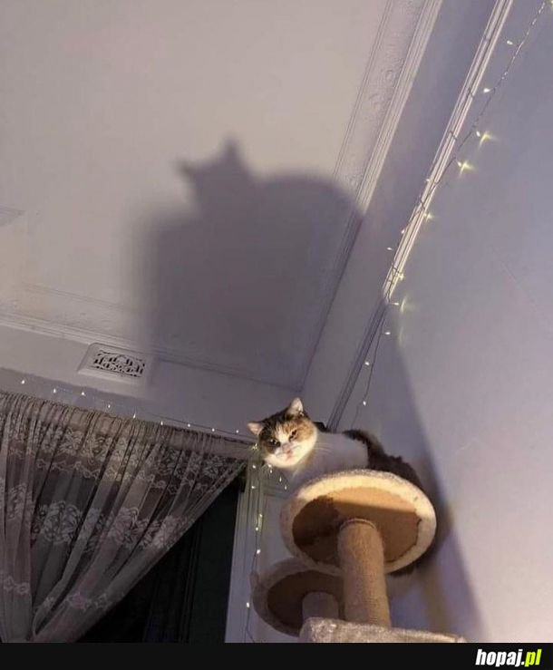 Bat kot