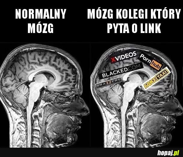 Mózg kolegi